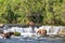 Grizzly bears fishing at Brooks Falls in Katmai, AK