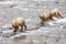 Grizzly bears fishing for salmon