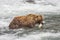 Grizzly bears of Katmai NP