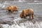 Grizzly bears of Katmai NP