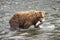 Grizzly bears of Katmai NP