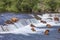 Grizzly bears of Katmai NP