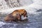 Grizzly bears of Katmai NP