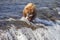 Grizzly bears of Katmai NP