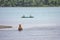 Grizzly bears of Katmai NP