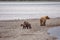 Grizzly bears of Katmai NP