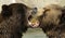 Grizzly bears kissing