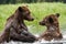 Grizzly bears playing together in water in the Khutzeymateen Grizzly Bear Sanctuary, Canada