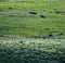 Grizzly Bears Run Through Sunlit Field