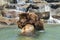 Grizzly bears wrestling in water waterfall in background