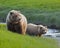 Grizzly brown bear bears sow and cub along meadow stream in Alaska