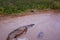 Grizzly brown bear catches salmon in river. Bear hunts spawning