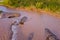 Grizzly brown bear catches salmon in river. Bear hunts spawning