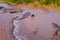 Grizzly brown bear catches salmon in river. Bear hunts spawning