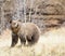 Grizzly brown bear dry grass forest