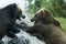 Grizzly (Brown) Bear Fight