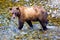 Grizzly or a Brown Bear - Fish Creek, Alaska