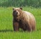 Grizzly brown bear standing meadow wildlife