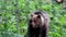 Grizzly brown bear walking in the green luscious area