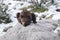 A Grizzly Cub Tired of the Snow!