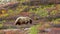 Grizzly in Denail eating berries in colourful tundra