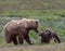 Grizzly family interaction