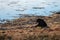 Grizzly feeding on elk calf kill next to Yellowstone River in the Yellowstone Naitonal Park in Wyoming US