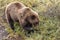 Grizzly Feeding in Fall