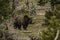 Grizzly finding food in the forest at Yellowstone