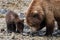 A Grizzly mother with her tiny cub is searching for seashells on the Coast of Alaska