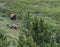 Grizzly Mother Looks Back and Slower Cub