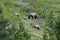 Grizzly Mother and Two Cubs On Mountain Slope