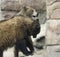 A Grizzly Pair Spar Amongst the Rocks