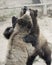 A Grizzly Pair Spar in a Zoo Cage