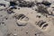 Grizzly Tracks on the Beach