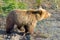 A grizzlybear digging for roots in the early spring