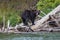 A Grizzy brown bear climbing on a fallen tree in a river in Canada