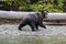 A Grizzy brown bear walking on a beach in a river in Canada