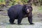 A Grizzy brown bear walking in British Columbia in Canada