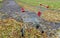 Grocery basket on the street. a supermarket cart sits on the ground covered with fallen leaves. autumn discounts