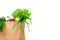 Grocery shop bag with vegetables, salad, bread and other groceries. Isolated