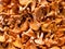 Grocery store - chanterelle mushrooms