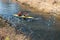 GRODNO, BELARUS - APRIL, 2019: kayak freestyle competition on fast cold water river strenuously rowing, spirit of victory