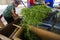 GRODNO, BELARUS - JUNE 18, 2014. women touch chamomile after harvesting