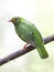 Groen-zwarte Cotinga, Green-and-black Fruiteater, Pipreola riefferii