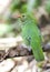 Groen-zwarte Cotinga, Green-and-black Fruiteater, Pipreola riefferii