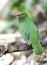 Groen-zwarte Cotinga, Green-and-black Fruiteater, Pipreola riefferii