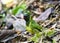 Groen-zwarte Cotinga, Green-and-black Fruiteater, Pipreola riefferii