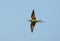 Groene Bijeneter, Blue-cheeked Bee-eater, Merops persicus