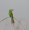 Groene Bijeneter, Blue-cheeked Bee-eater, Merops persicus
